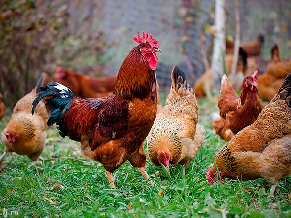 Породы куриц | ЗооТом - продажа, вязка и услуги для животных в Лахденпохье
