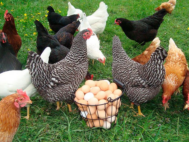 Содержание кур и уход за ними | ЗооТом - продажа, вязка и услуги для животных в Лахденпохье