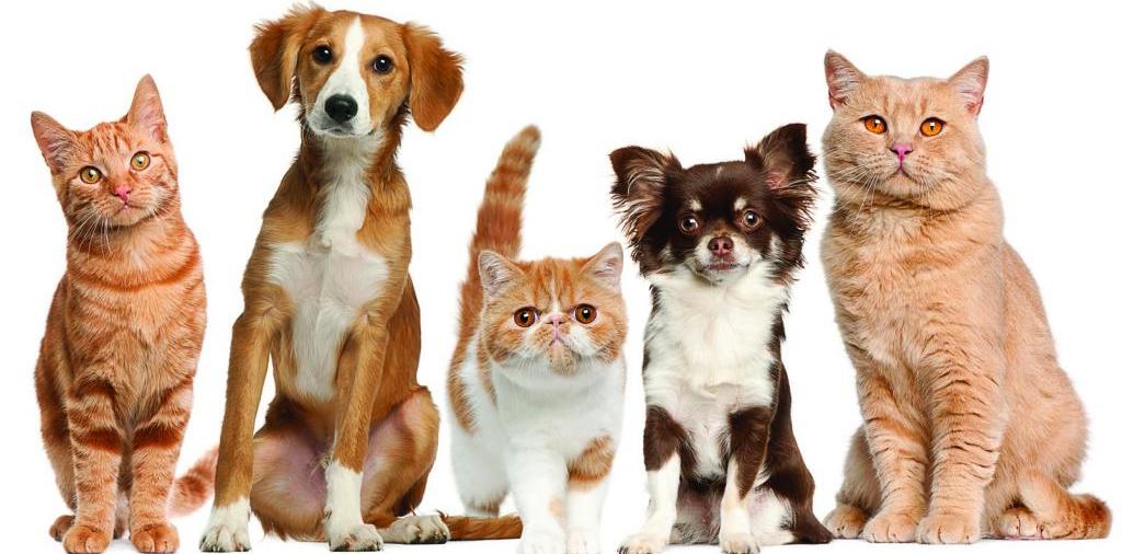 Доска объявлений о животных | ЗооТом - продажа, вязка и услуги для животных в Лахденпохье