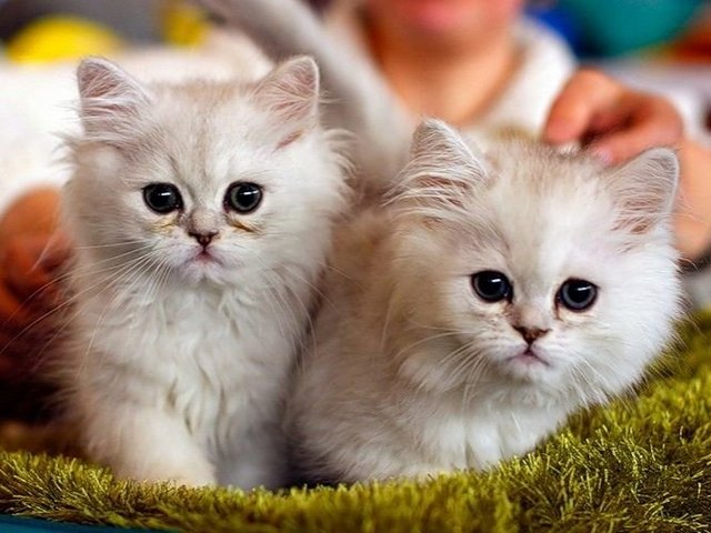 Породы кошек в Лахденпохье | ЗооТом портал о животных