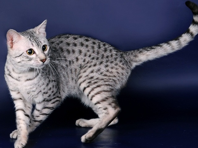 Породы кошек в Лахденпохье | ЗооТом портал о животных