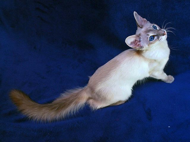 Выведенные породы кошек в Лахденпохье | ЗооТом портал о животных