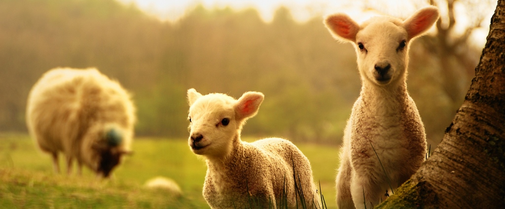 Объявления о сельскохозяйственных животных | ЗооТом - продажа, вязка и услуги для животных в Лахденпохье