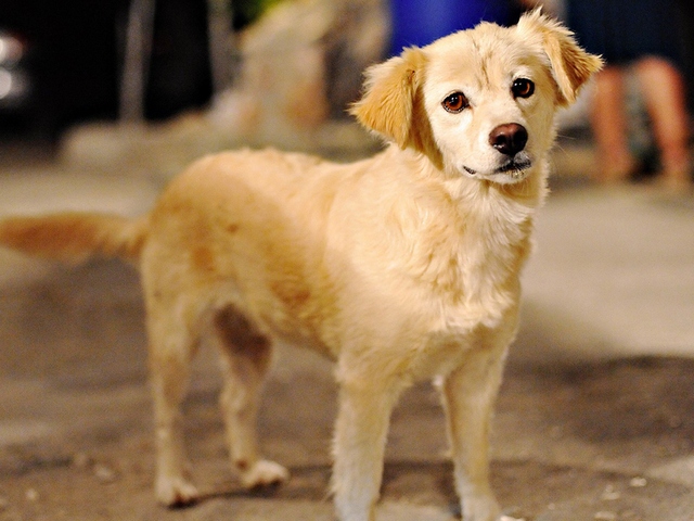 Породы собак в Лахденпохье | ЗооТом портал о животных