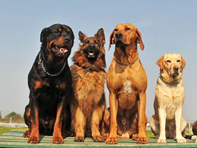 Крупные породы собак в Лахденпохье | ЗооТом портал о животных